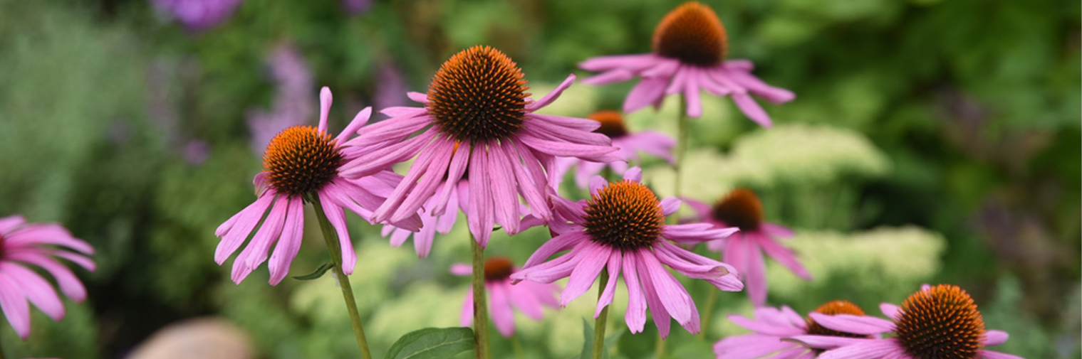 Manfaat Echinacea purpurea untuk Daya Tahan Tubuh